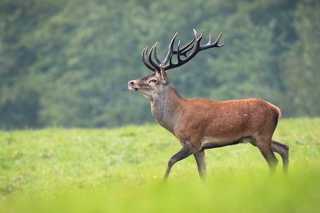 Premium Photo | Proud red deer stag walking with head high on meadow in ...