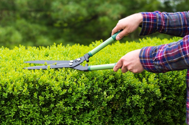 Pruning hedge row Photo | Premium Download