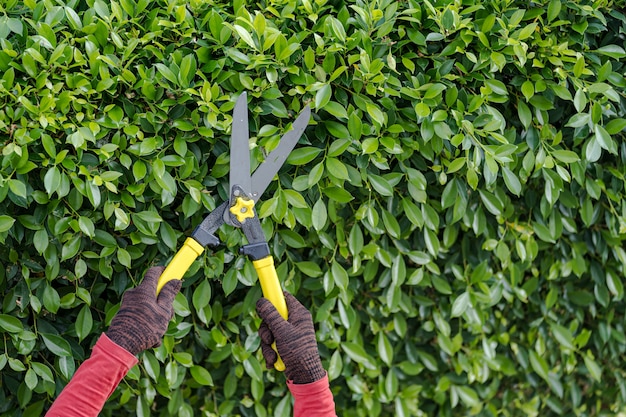 Premium Photo | Pruning of ornamental trees at home in morning