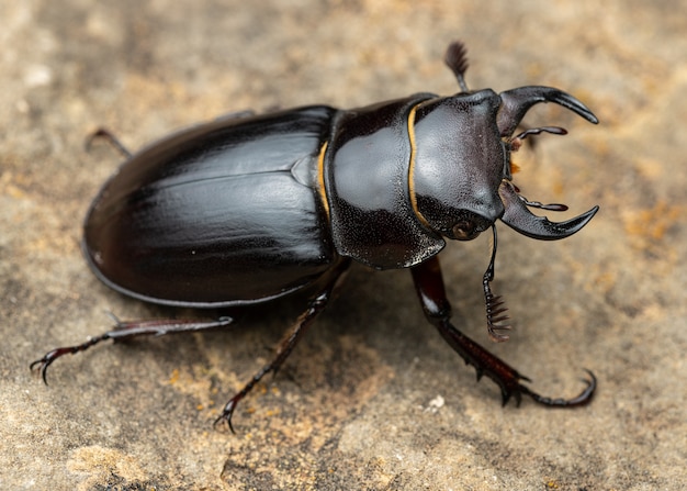 Premium Photo | Pseudolucanus barbarossa (lucanus barbarossa) is a ...