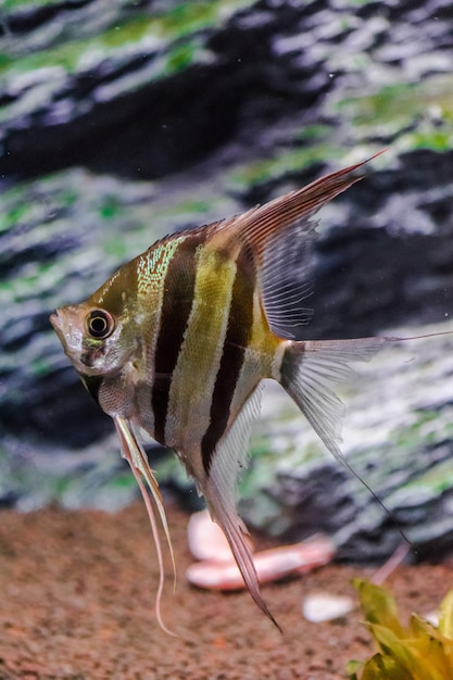 Premium Photo | Pterophyllum scalare. angelfish