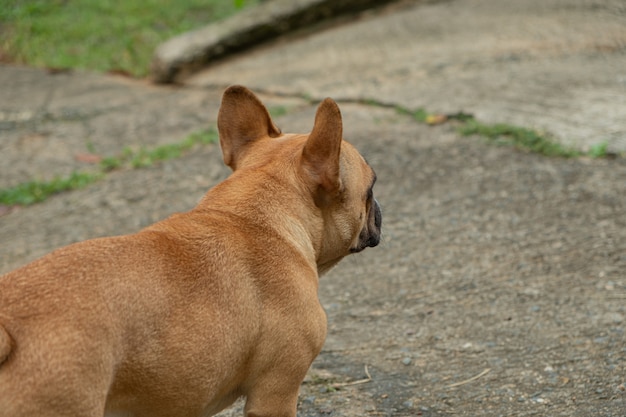 パグ犬の美しい茶色の髪 プレミアム写真