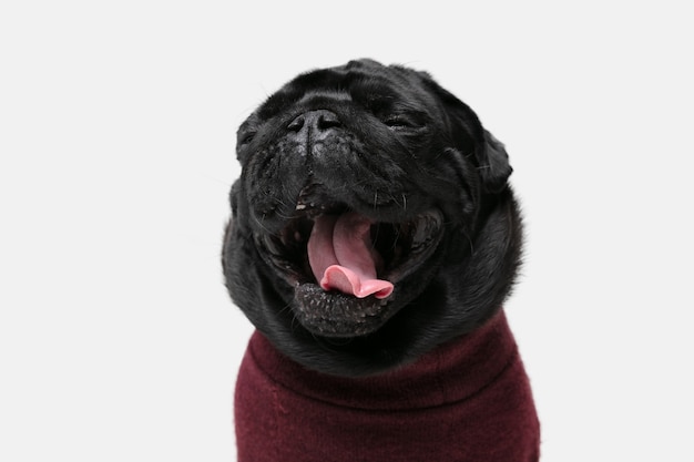 パグ犬のコンパニオンがポーズをとっている かわいい遊び心のある黒犬またはペットが白いスタジオの背景に分離されて遊んでいるセーターを着ています 無料の写真