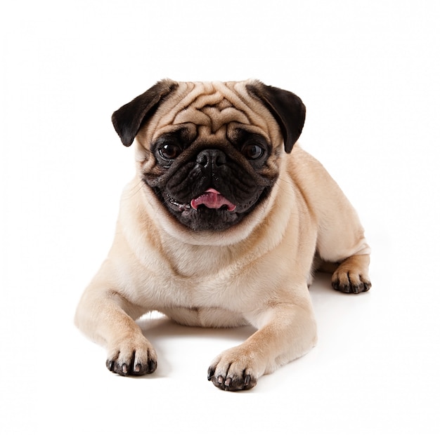 Pug dog isolated on a white background Free Photo