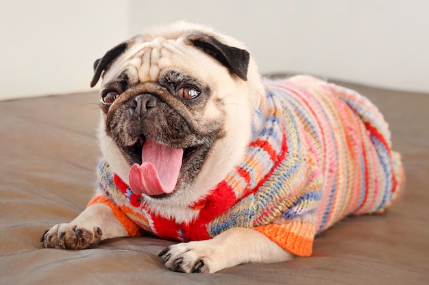 パグ犬がソファの上に敷設し カメラを見てあくび 室内でニットのセーターを着た面白いパグ犬 プレミアム写真