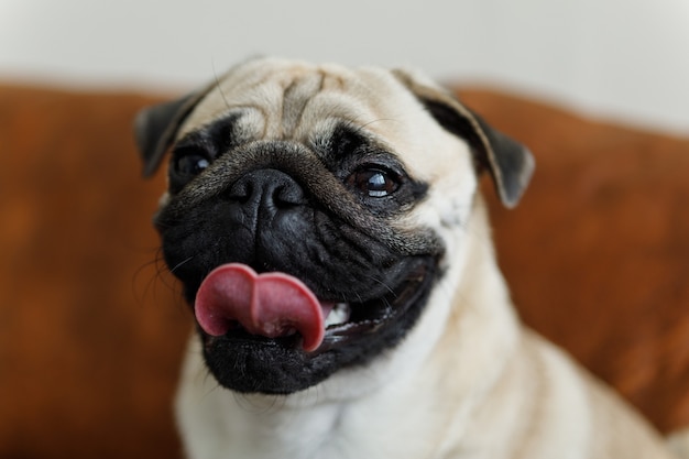 Premium Photo | Pug face close up