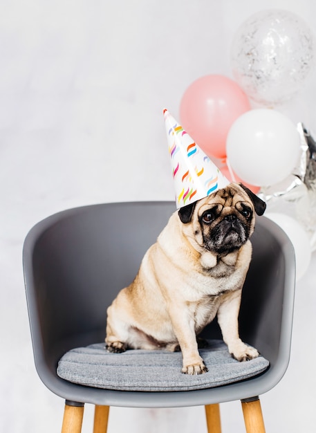 Pug In Festive Cap Sitting On Chair Free Photo