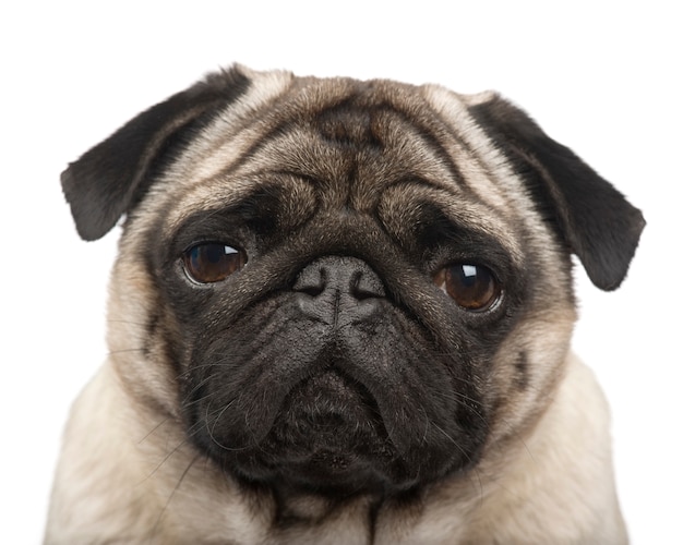 Premium Photo | Pug with 4 years. dog portrait isolated