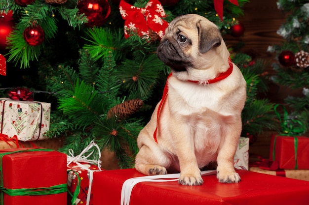 Premium Photo | Pug with christmas gifts