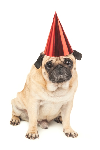 Premium Photo | Pug with party hat