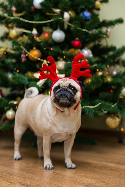 アカシカの角を持つパグ 幸せな犬 クリスマスのパグ犬 クリスマスムード アパートの犬 無料の写真