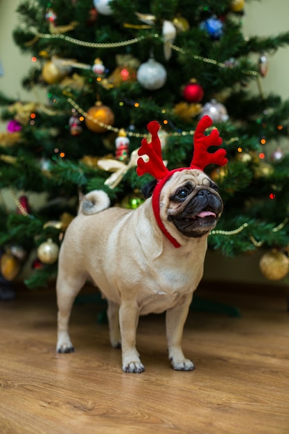 アカシカの角を持つパグ 幸せな犬 クリスマスのパグ犬 クリスマスムード アパートの犬 無料の写真