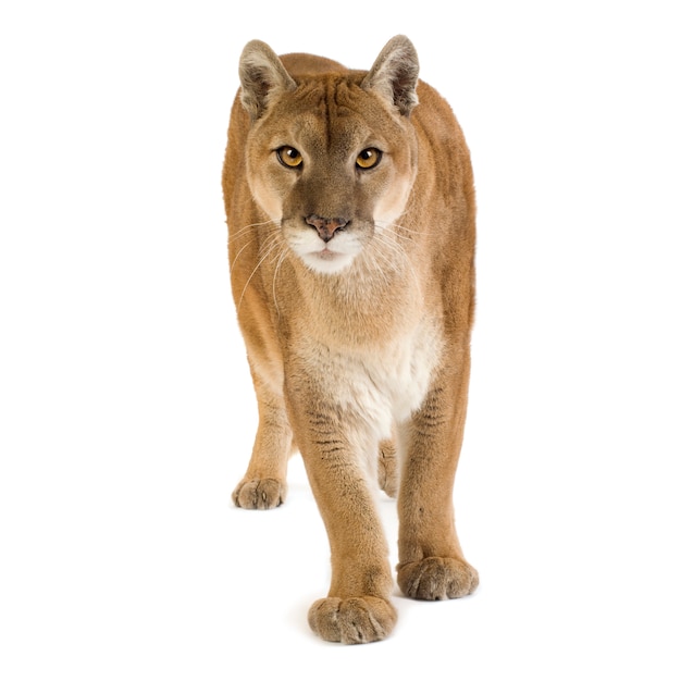 Puma (17 years) - puma concolor isolated