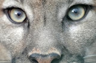 The most downloaded Puma Eyes images 