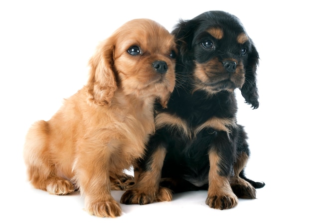 Premium Photo Puppies Cavalier King Charles