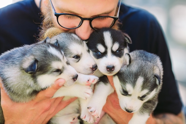 子犬シベリアンハスキー ブリーダーの手の中の犬のトイレ 子犬 プレミアム写真