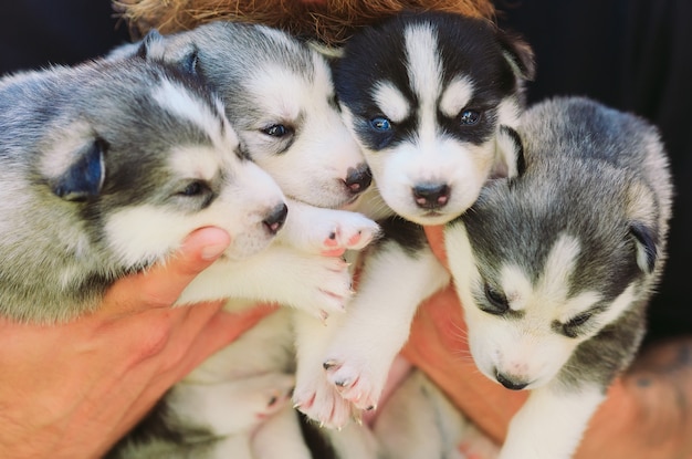 子犬シベリアンハスキー ブリーダーの手の中の犬のトイレ 子犬 プレミアム写真