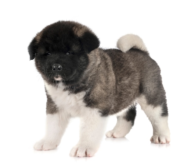 Premium Photo | Puppy american akita on white