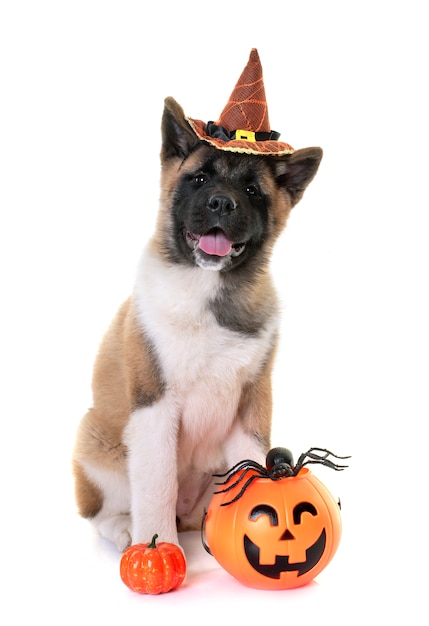 akita halloween costumes