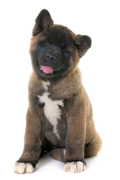 webkinz akita puppy