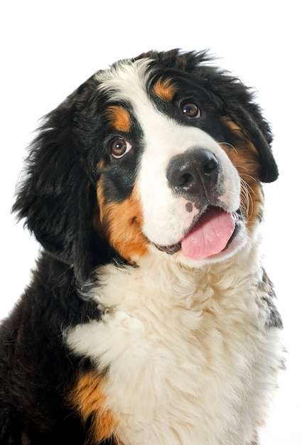 Premium Photo | Puppy bernese on white