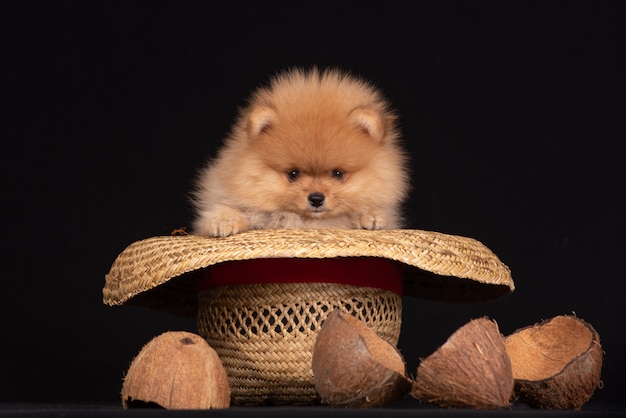 Puppy of breed a pomeranian sits in a cowboy hat Premium Photo