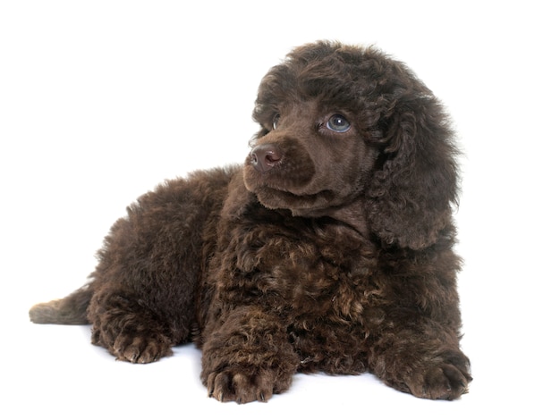 fluffy brown poodle