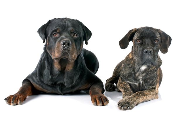 Puppy Cane Corso And Rottweiler Photo Premium Download