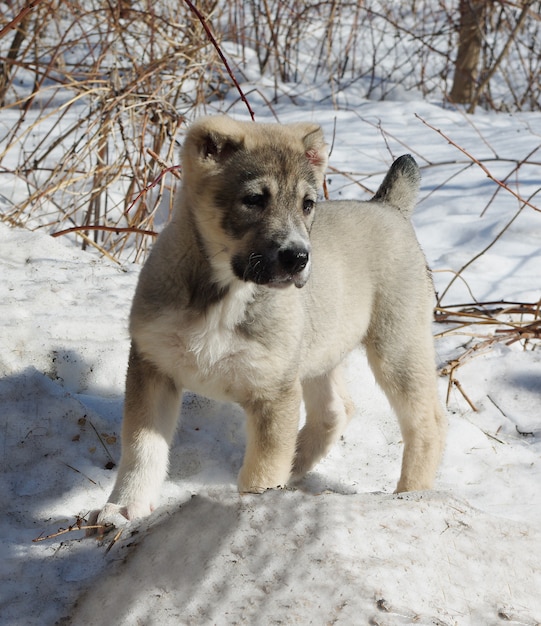 Premium Photo Puppy Central Asian Shepherd Dog In The Snow