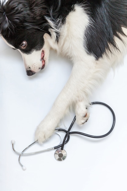 Premium Photo | Puppy dog border collie and stethoscope isolated on white