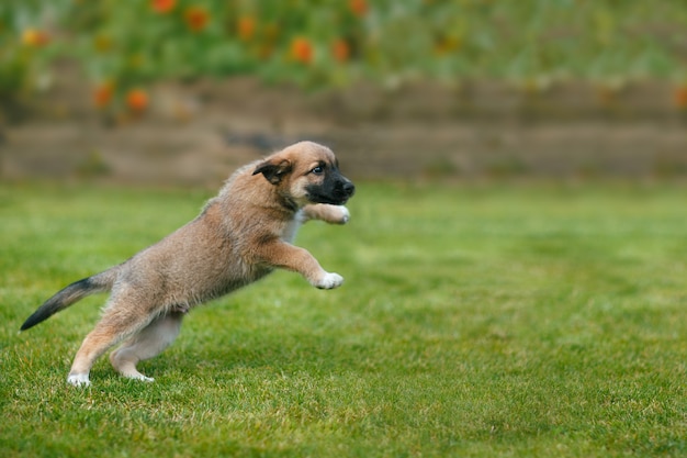 子犬犬のジャンプと芝生で遊ぶ プレミアム写真