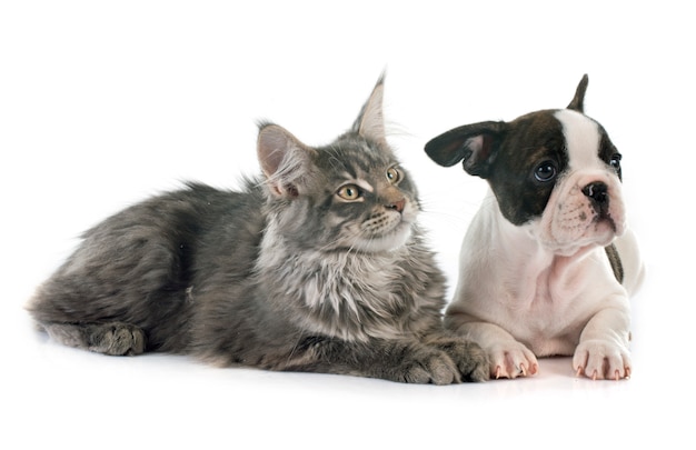 Premium Photo | Puppy french bulldog and cat