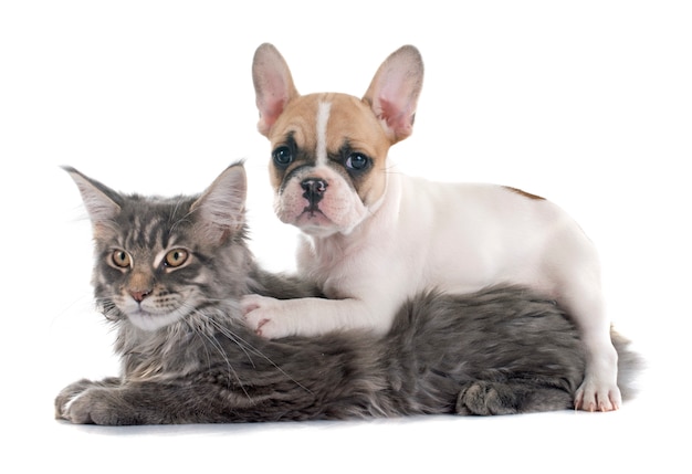 Premium Photo | Puppy french bulldog and cat