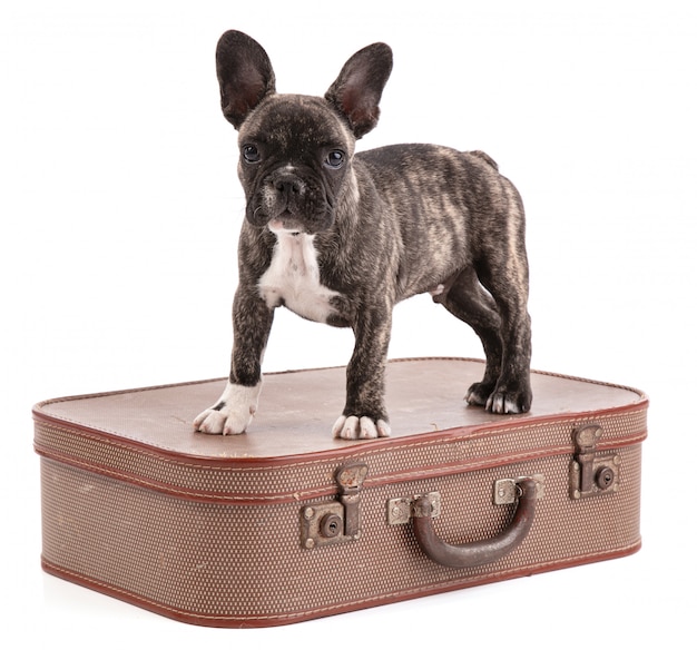 Premium Photo | Puppy french bulldog on suitcase