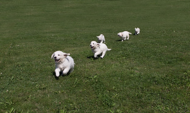 Puppy Golden Retriever Puppies Running Around On The Meadow