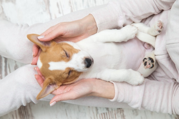 テリエの手を眠っている子犬ジャックラッセル犬 プレミアム写真