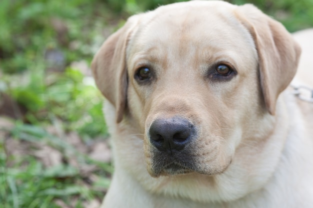 Puppy labrador resting in the woods Premium Photo