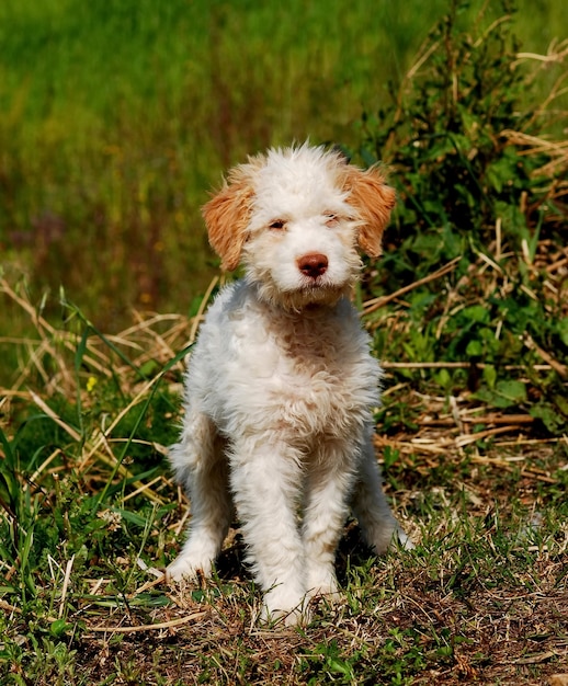 Puppy of lagotto romagnolo truffle dog | Premium Photo