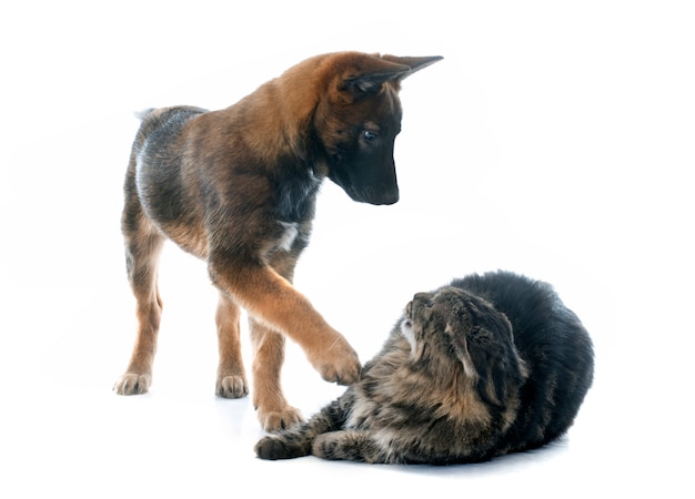 Premium Photo Puppy Malinois And Maine Coon