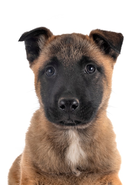 Premium Photo | Puppy malinois on white isolated