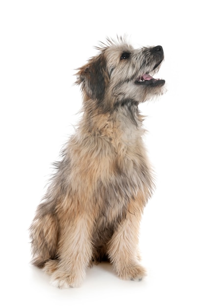 The Pyrenean Shepherd is a rare dog breed with a big heart