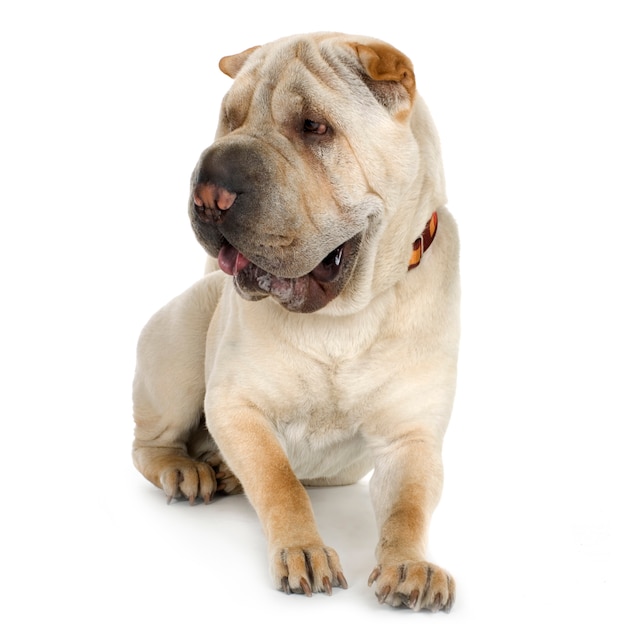 Premium Photo Puppy Sharpei With 9 Months Dog Portrait Isolated