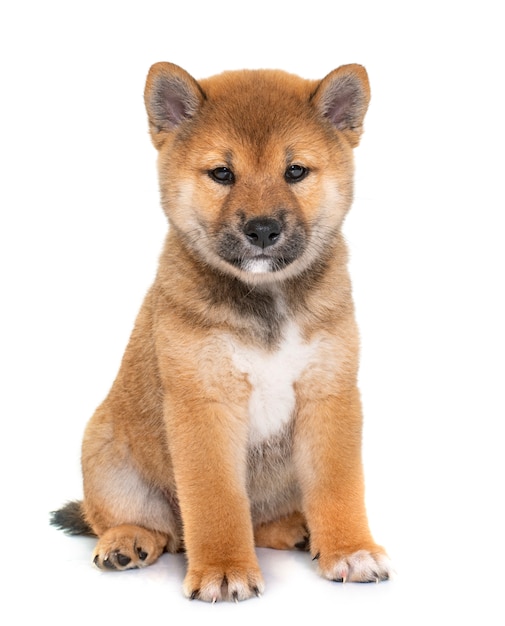 Premium Photo Puppy Shiba Inu