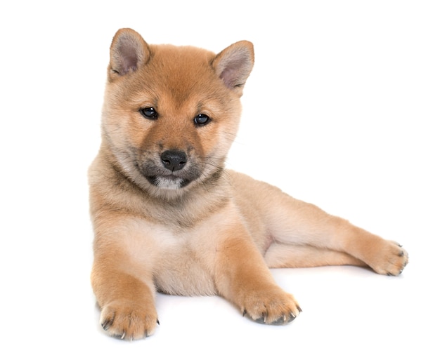 Premium Photo | Puppy shiba inu