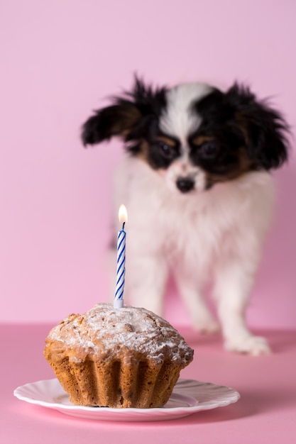 Premium Photo Puppy With Birthday Cake One Candle