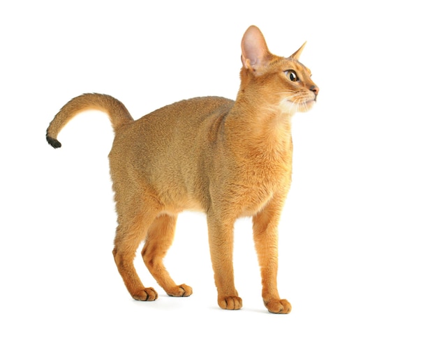 Premium Photo | Purebred abyssinian young cat isolated on white