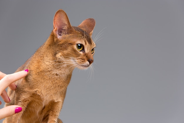 純血種のアビシニアンの若い猫の肖像画 無料の写真