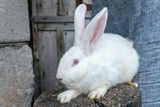 純血種のアルビノウサギ 赤い目を持つ大きな白いウサギ プレミアム写真