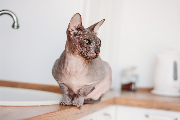 台所に座っている純血種のハゲスフィンクス猫灰色ぶち プレミアム写真