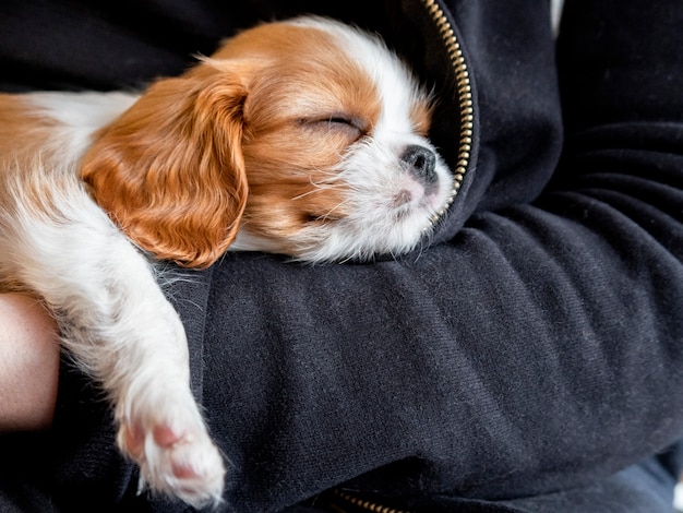 純血種のかわいい子犬キャバリアキングチャールズスパニエルが腕の中で眠る プレミアム写真